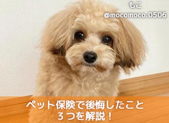 ペット保険で後悔したこと3つを解説!実際の体験談と選び方も紹介のサムネイル画像